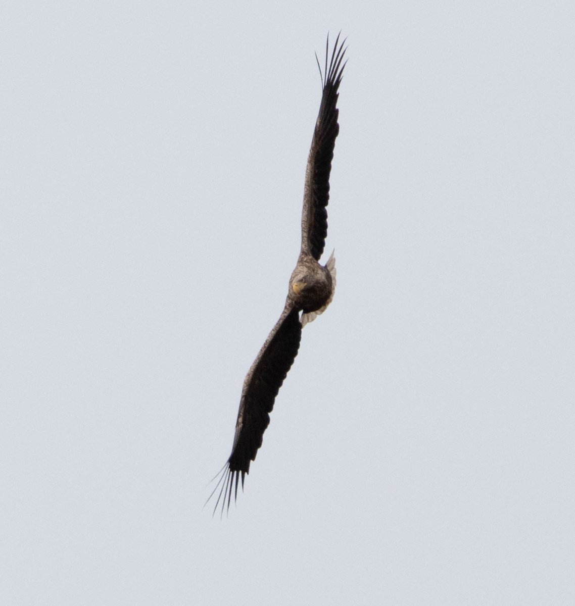 Blakecone's tweet image. #whitetailedeagle in #Flight #birdsofprey #eagle #Naturephography   #wildlife #explore_wildlife
#eye_spy_birds
#global4nature
#fridayfowl
#birdphotography
#bird_brilliance
#birds #zeearend
#birds_matter
#nationalgeographic
#roots_nl
#vroegevogels_bnnvara
#mynfryskegea