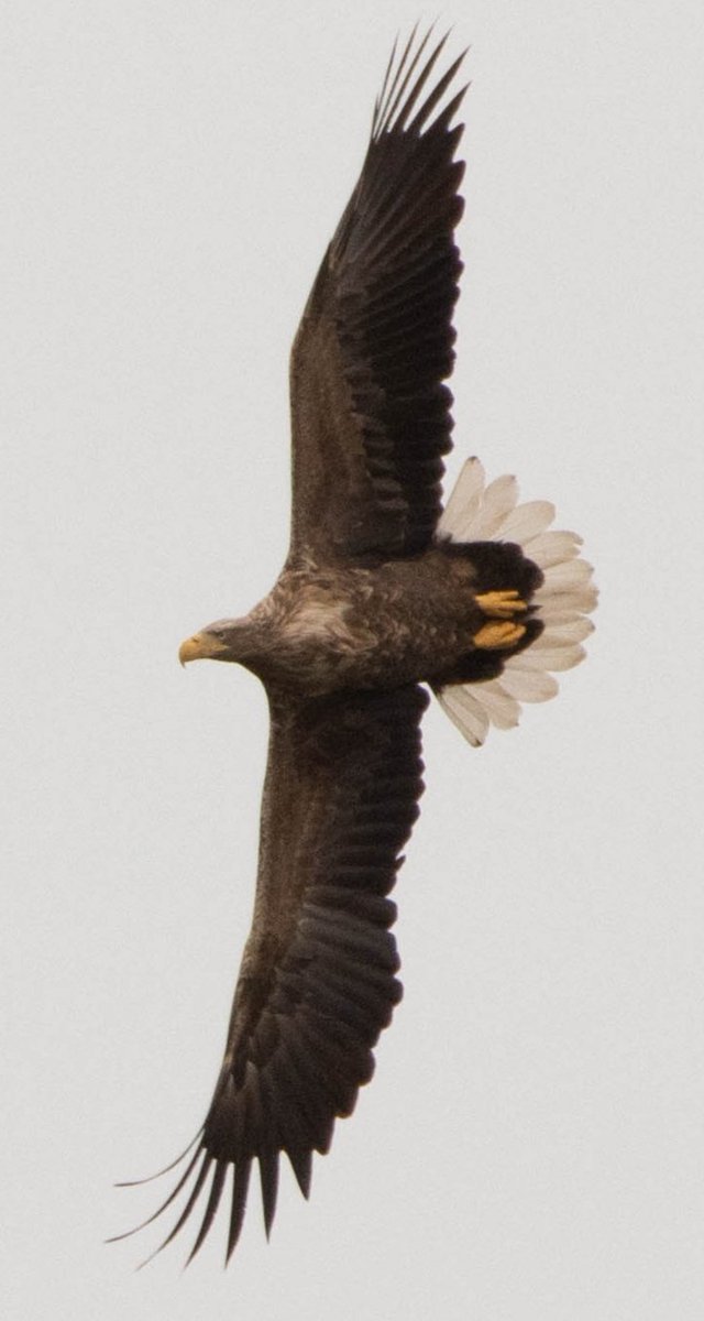 Blakecone's tweet image. #whitetailedeagle in #Flight #birdsofprey #eagle #Naturephography   #wildlife #explore_wildlife
#eye_spy_birds
#global4nature
#fridayfowl
#birdphotography
#bird_brilliance
#birds #zeearend
#birds_matter
#nationalgeographic
#roots_nl
#vroegevogels_bnnvara
#mynfryskegea