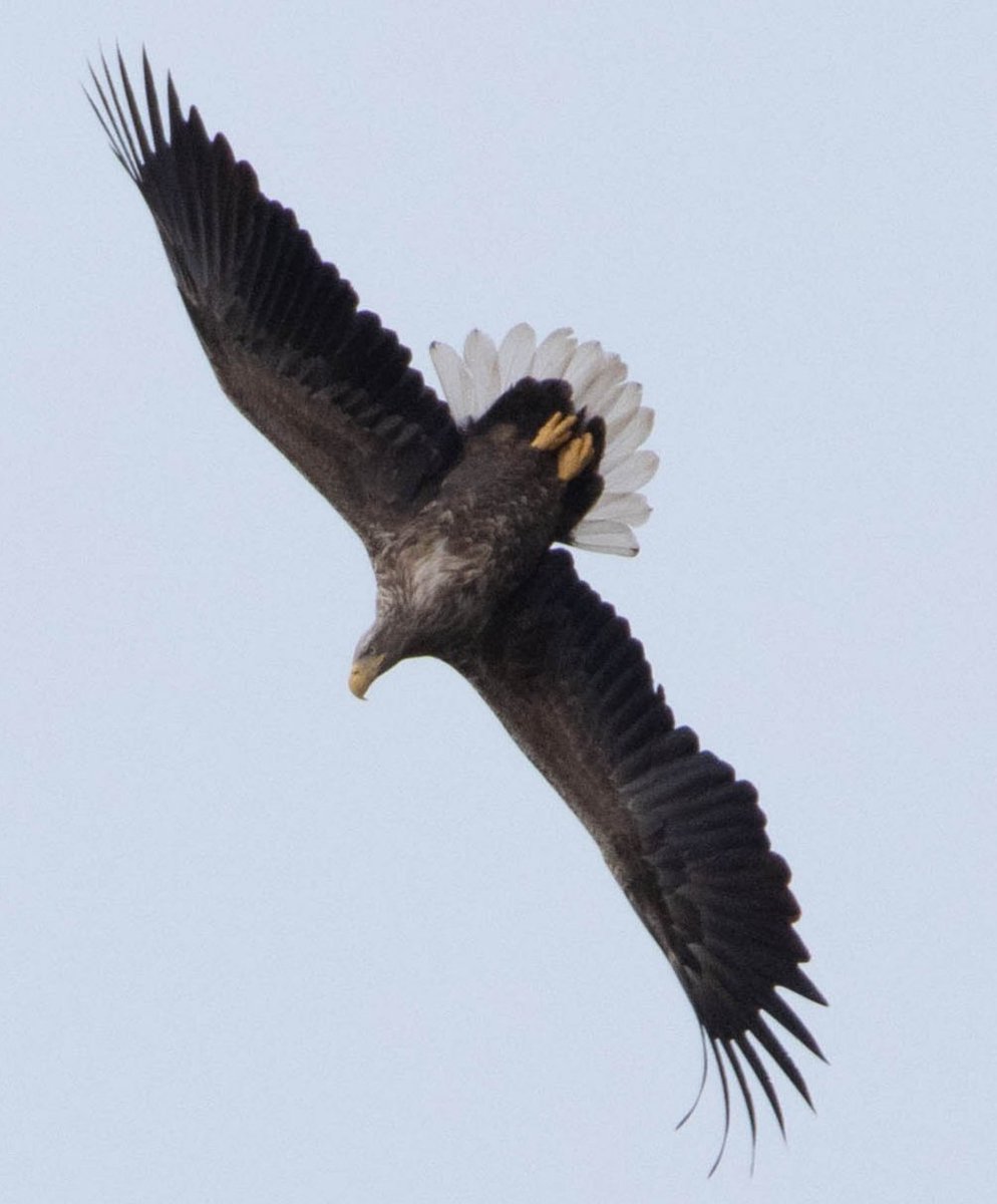 Blakecone's tweet image. #whitetailedeagle in #Flight #birdsofprey #eagle #Naturephography   #wildlife #explore_wildlife
#eye_spy_birds
#global4nature
#fridayfowl
#birdphotography
#bird_brilliance
#birds #zeearend
#birds_matter
#nationalgeographic
#roots_nl
#vroegevogels_bnnvara
#mynfryskegea