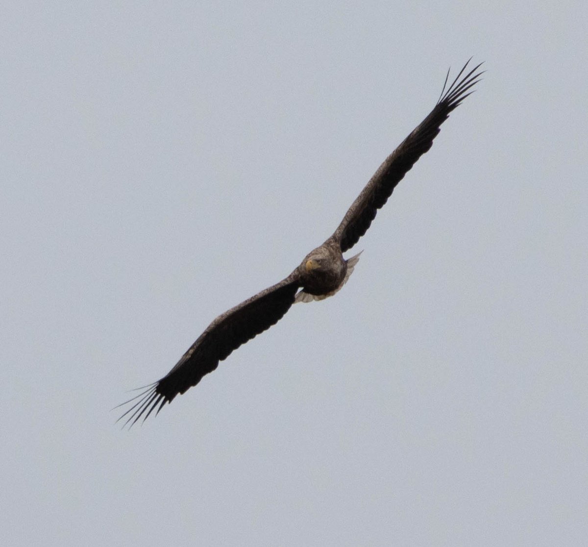 Blakecone's tweet image. #whitetailedeagle in #Flight #birdsofprey #eagle #Naturephography   #wildlife #explore_wildlife
#eye_spy_birds
#global4nature
#fridayfowl
#birdphotography
#bird_brilliance
#birds #zeearend
#birds_matter
#nationalgeographic
#roots_nl
#vroegevogels_bnnvara
#mynfryskegea