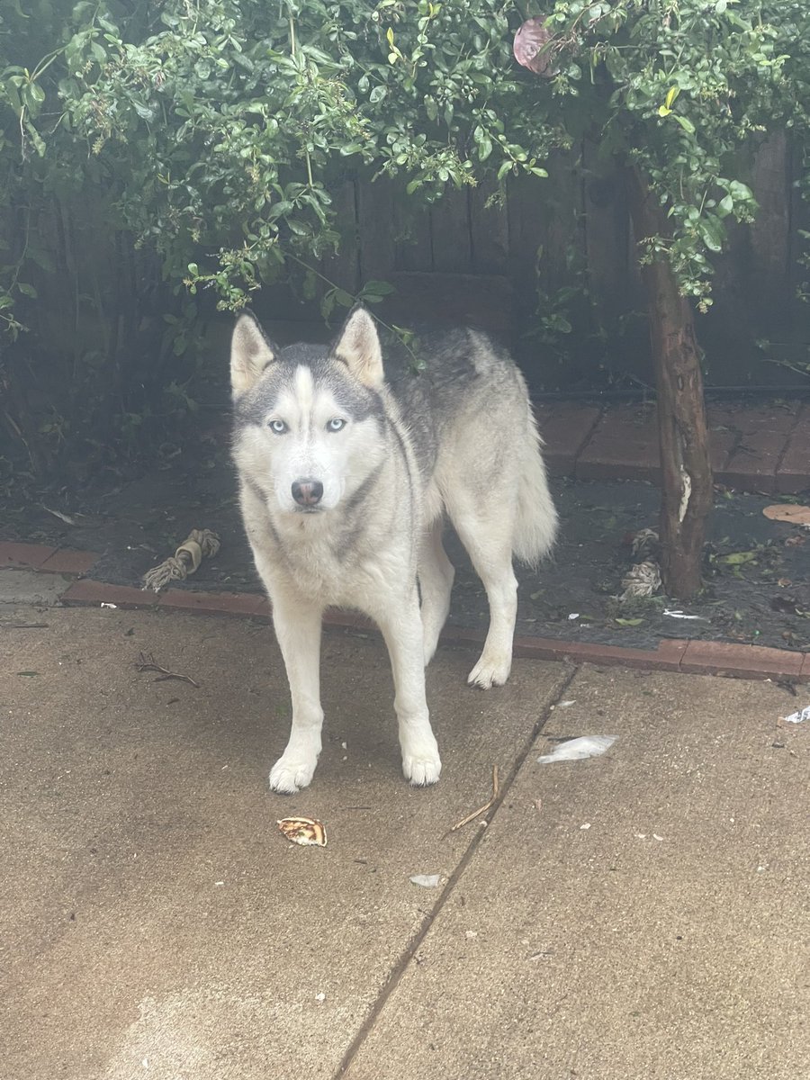jasonalez's tweet photo. My dog Koby went missing early yesterday morning in the south Sacramento area. This is a long shot but hoping to get any information. Thank you https://t.co/WrtKqwO59p