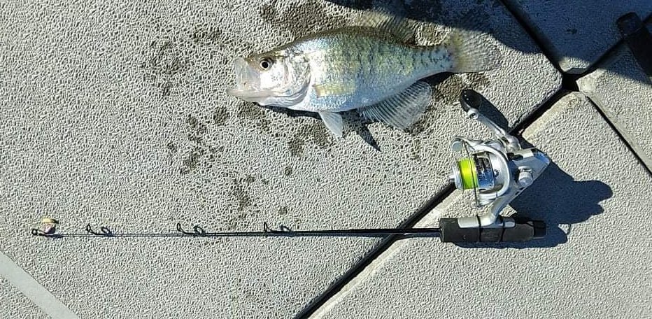 jdoc1991's tweet photo. #Limitedout #today on #crappie, only 2 #bluegills wanted to #play. #LyleStokesicefishingrods https://t.co/tXmtRNtB2k