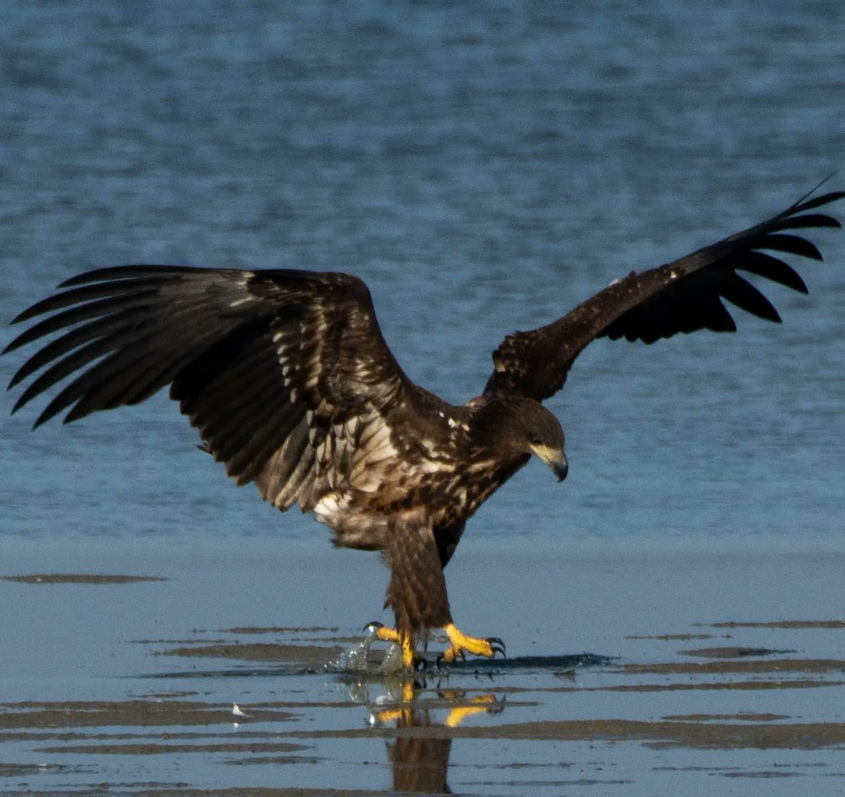 Blakecone's tweet image. #juvenile #whitetailedeagle 🦅🦅🦅 #wildlifephotography #NaturalBeauty #naturelovers #zeearend