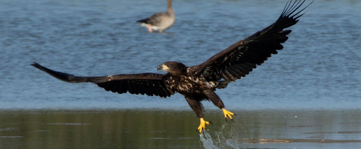 Blakecone's tweet image. #juvenile #whitetailedeagle 🦅🦅🦅 #wildlifephotography #NaturalBeauty #naturelovers #zeearend