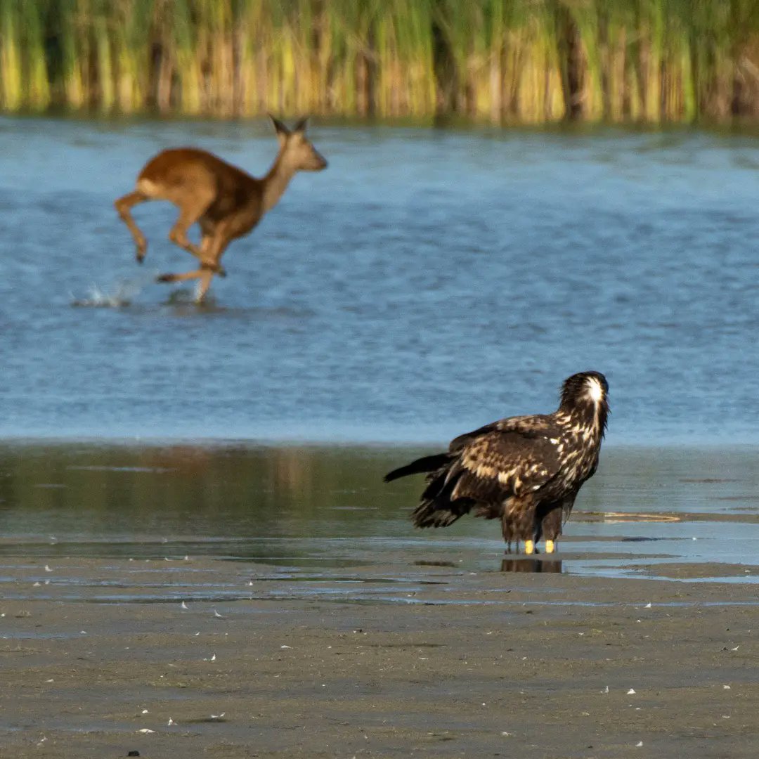 Blakecone's tweet image. #juvenile #whitetailedeagle 🦅🦅🦅 #wildlifephotography #NaturalBeauty #naturelovers #zeearend