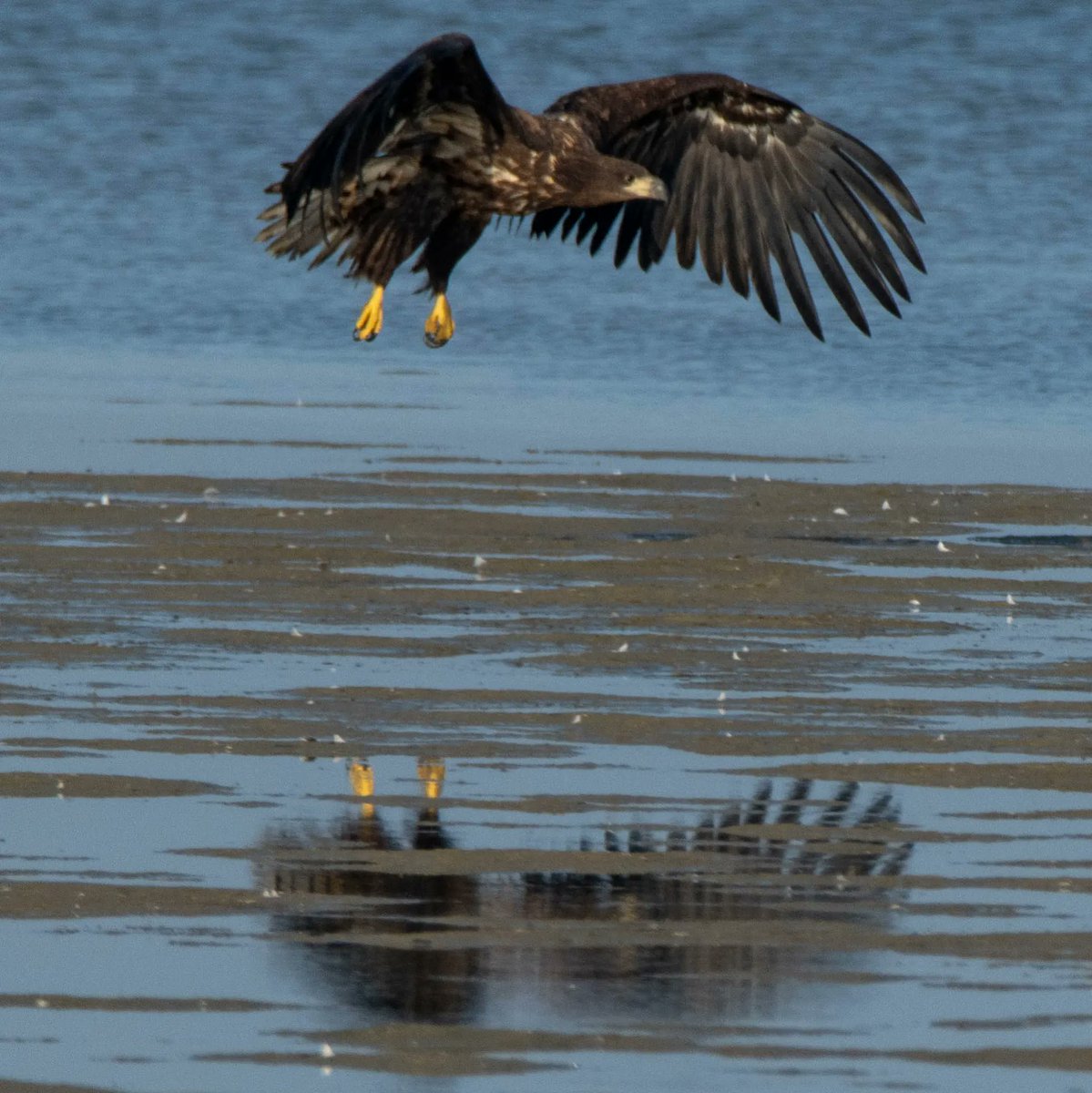 Blakecone's tweet image. #juvenile #whitetailedeagle 🦅🦅🦅 #wildlifephotography #NaturalBeauty #naturelovers #zeearend