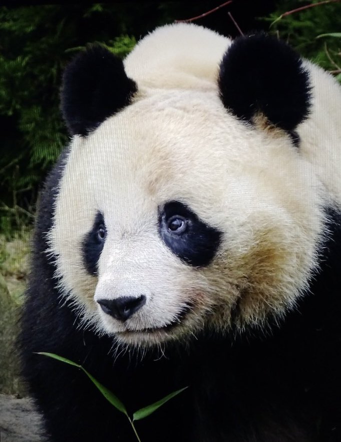 GoofballAnimals's tweet photo. #TruePersonality so cutie #LittleSwiffer @YuanMengPanda One of many wonderful photos today by @LJinKPanda 💕 https://t.co/s59R8D6YVQ