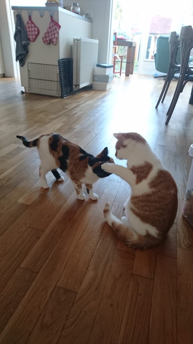 Toby the Cat (@hbo31837745) on Twitter photo 