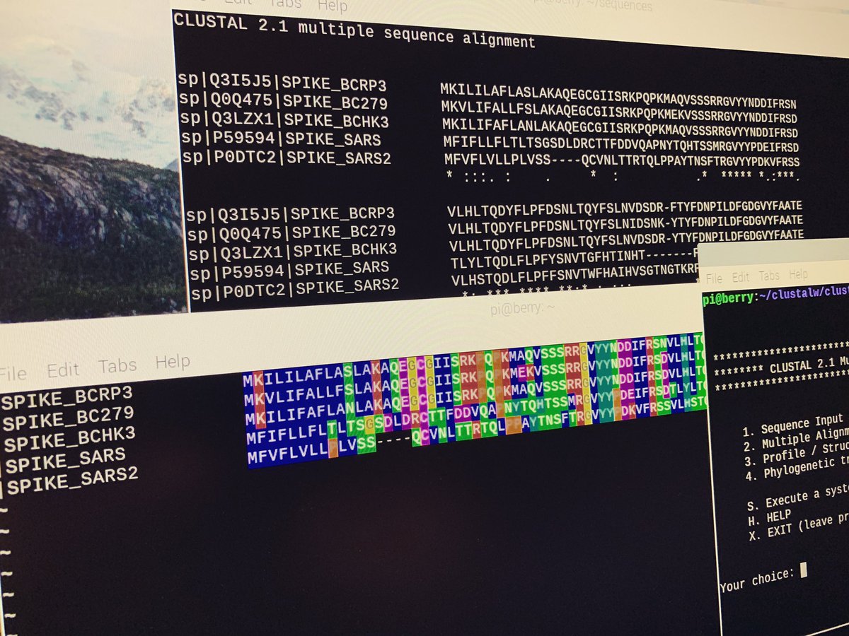 CGaenzler's tweet photo. my #raspberrypi can do #clustalw ! Multiple sequence alignment of spike proteins from #swissprot - visualized in alan - #weekend #Bioinformatics https://t.co/fX2oER4vYr