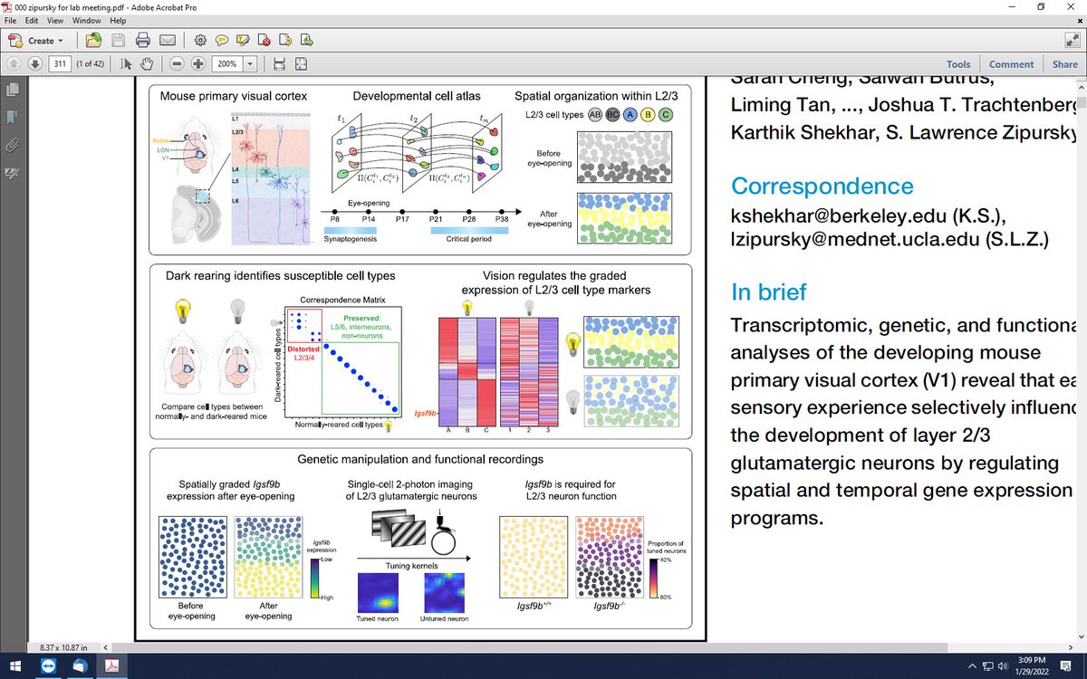Tallie Z Baram tweet media