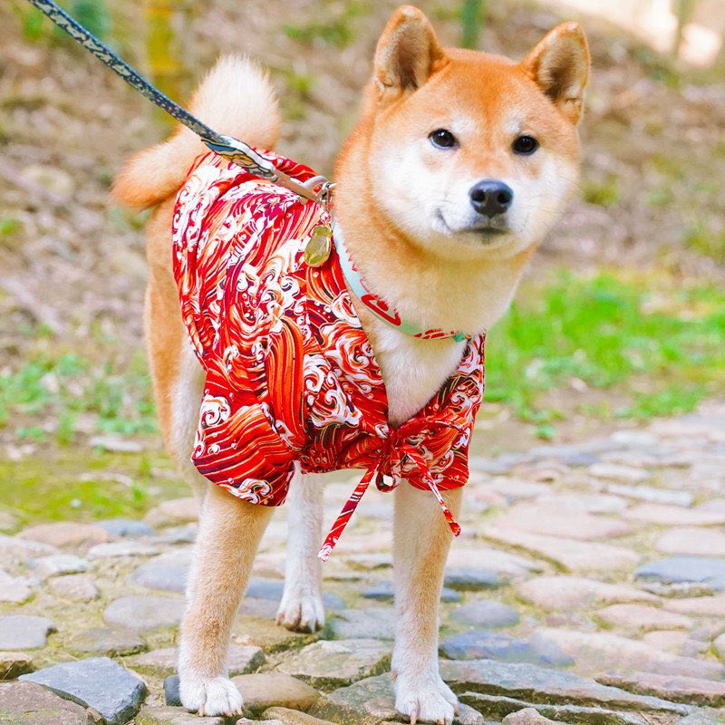 ShibalnuNews's tweet photo. Let's continue to show the world that #SHIB is the best Crypto Asset in existence 🙌 https://t.co/9BX4xTU6dn