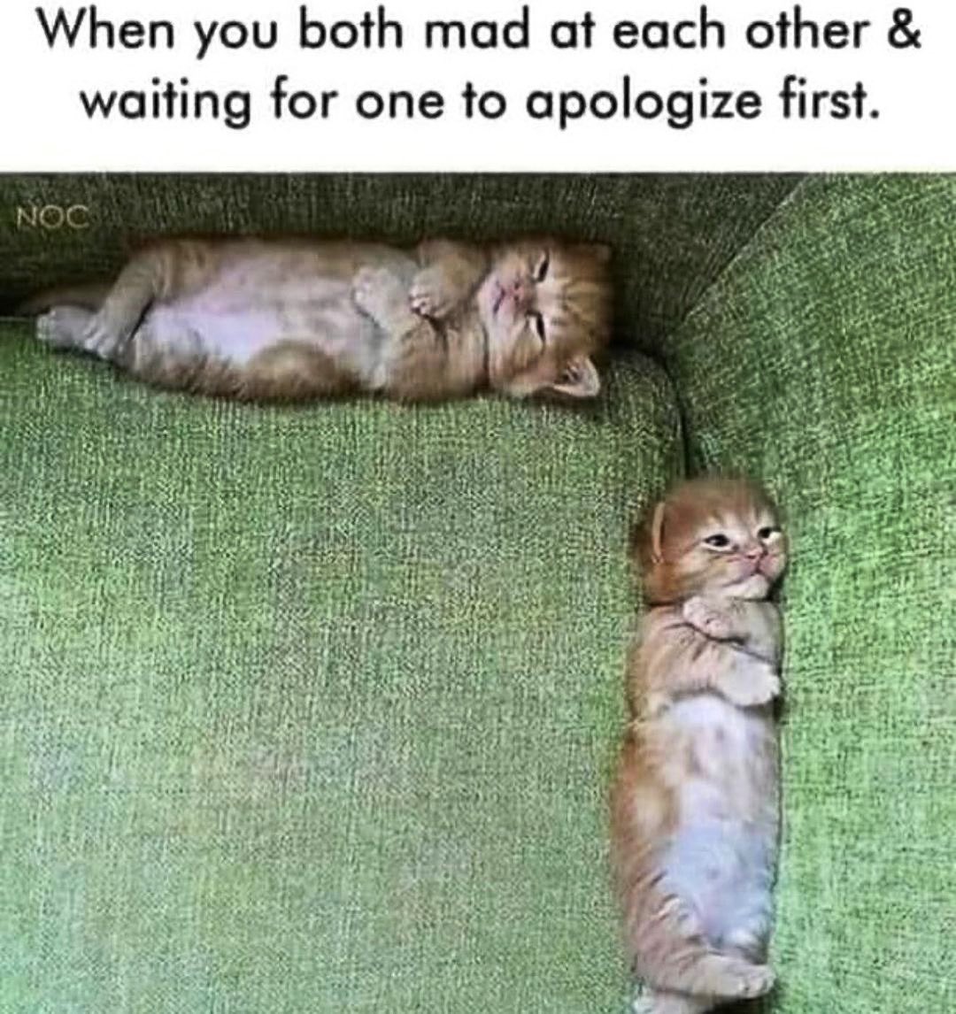 AdoptaPetcom's tweet photo. Who do you think apologized first?
πΈ: @catsdoingthings
#adoptapet #adoptapetcom #adoptacat #catmemes #memsdaily #caturday #cats #catlife #catfight #kitty #madkitty https://t.co/FySIDW3KKE