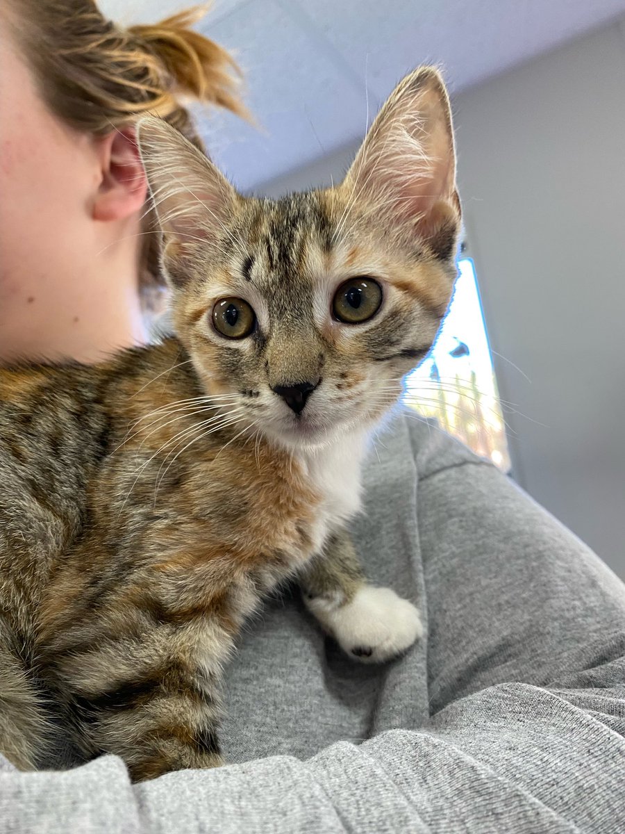 httpsarahe's tweet image. Hi Twitter I came on to say look at my cat I just adopted. Misty!