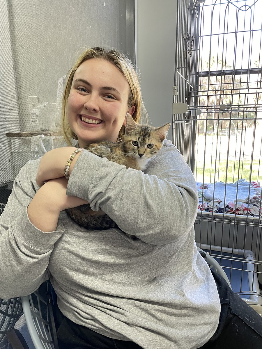 httpsarahe's tweet image. Hi Twitter I came on to say look at my cat I just adopted. Misty!