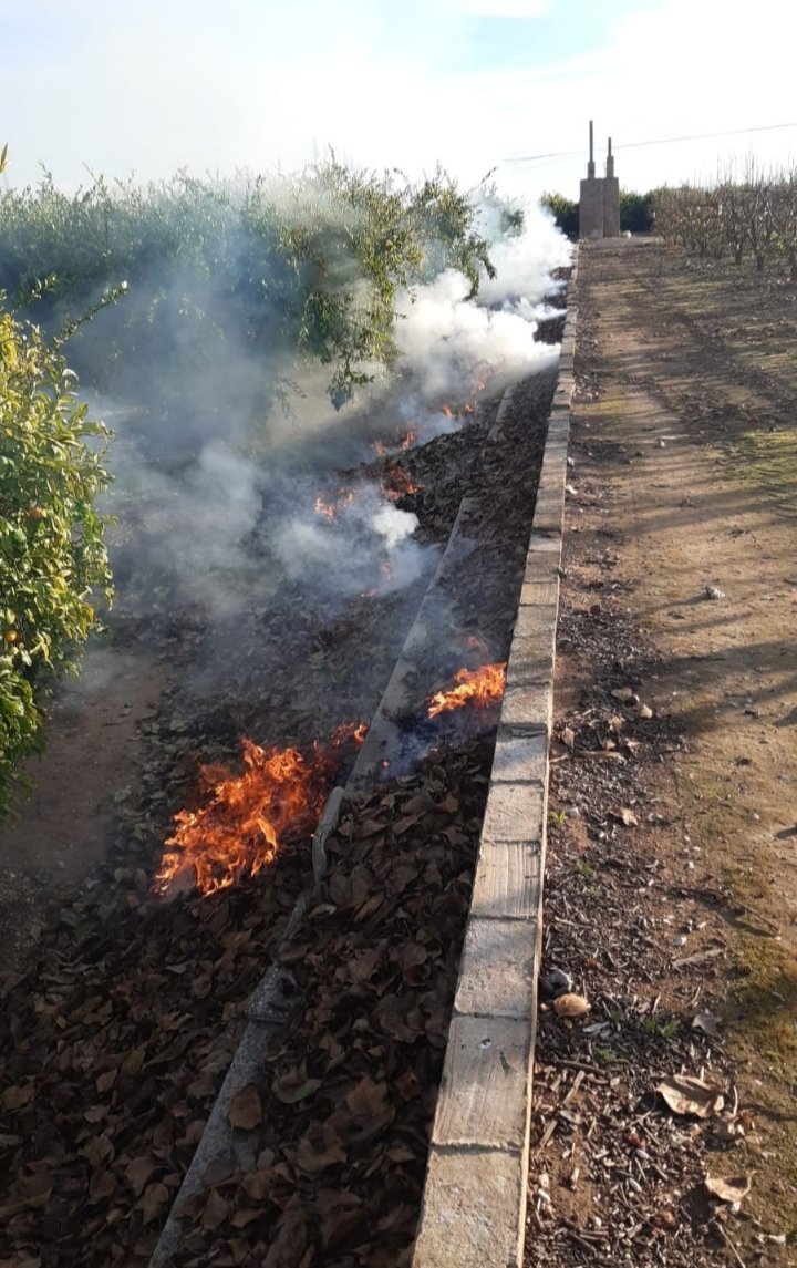 Caquis-Albaricoques tweet media