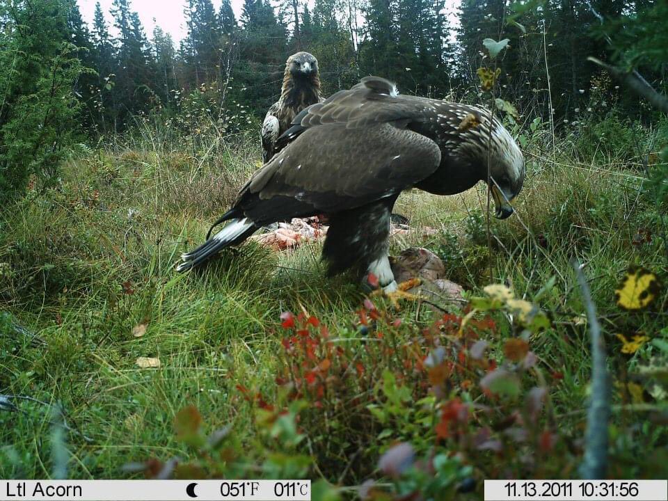 hawkowlR's tweet photo. @Mitch_Serota Adult GOEA sternly teaching HY bird how to scavenge. Sweden, 2011. https://t.co/X8c8XFbOpg