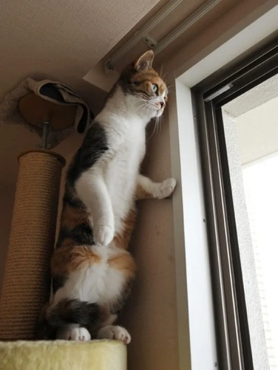 francaselles's tweet photo. @AG_Exposed @_ko_mon @contacking @AMalvoy @sjgiardini @LaneStrannik @gerdagoossens1 @HABAND3 @nine_lives @Lynnflynn32 #alwaysAlways✨😽📣 https://t.co/gcRzF9sWvu