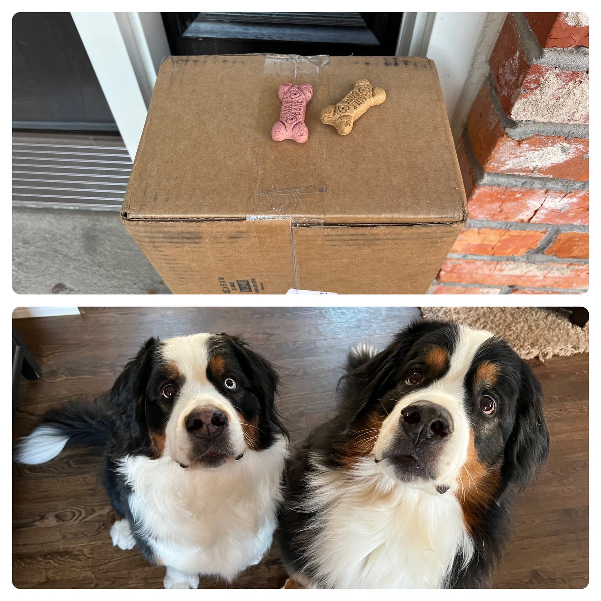 Jax &amp; Emmie send a big THANK YOU <a href="/UPS/">UPS</a> for the yummy treats!
#UPSFTW #DogLovers 🐾❤️🦴