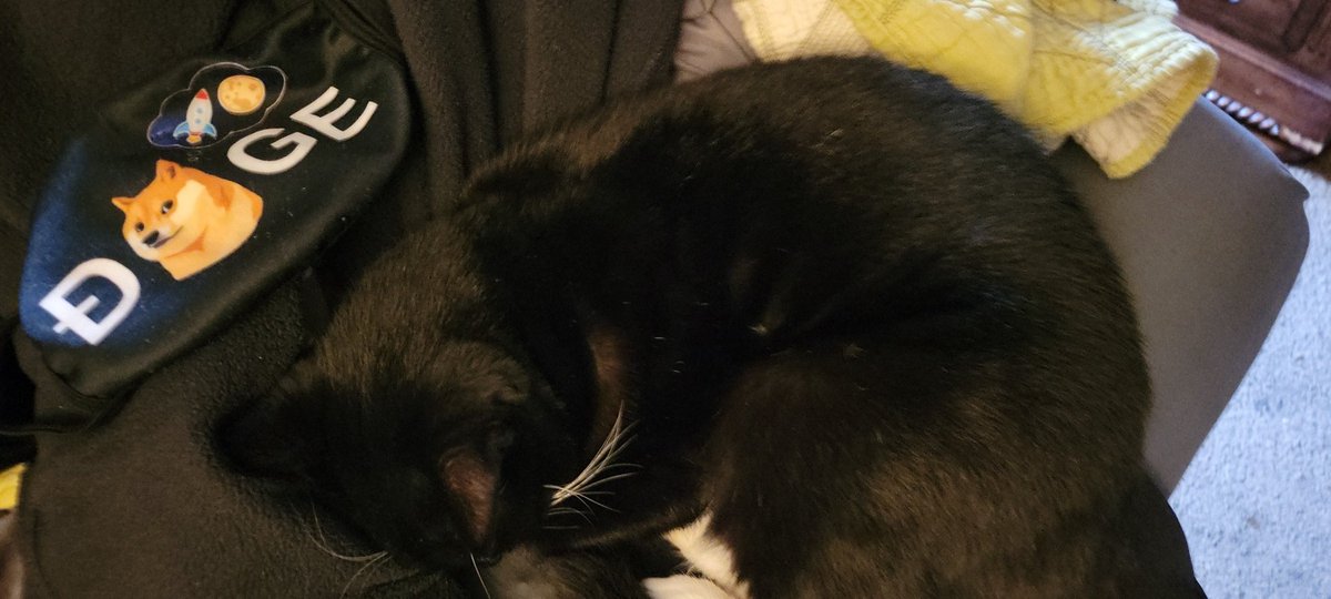 localrach's tweet photo. Happy #Caturday Eddie decided he is sleeping on the pile of just went for a walk things like my doge mask and cheems hat. #thankscat https://t.co/OVQLWGnE6r