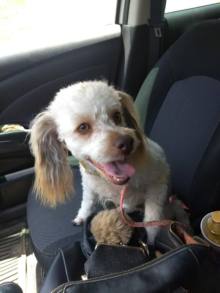 majojesal's tweet photo. @CynJDC @DiloConPerritos Tengo otro muy apuntado también.. https://t.co/FZg96sLI9m