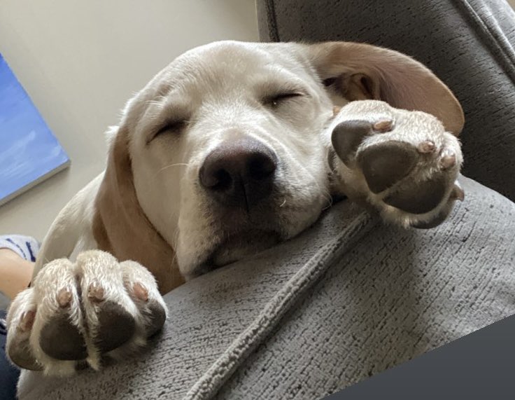 This is my focus today. Gratitude for the country I live, the sacrifices of so many front line workers, the resilience &amp; perseverance of our children and those who continue to be welcoming of all. This is made much easier with a dear canine who I trust holds similar values. 🇨🇦