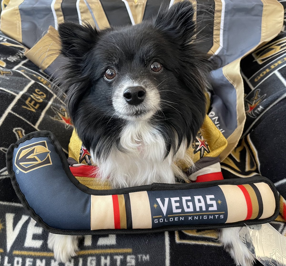 VGKPandaPup's tweet photo. #VegasBorn, it’s almost time to #BoopUp with those #LuckyVGKNoseBoops !  #BoopItToWinIt 

#VGK9Krew 
❤️🐼🐶 https://t.co/2YotQD7azz