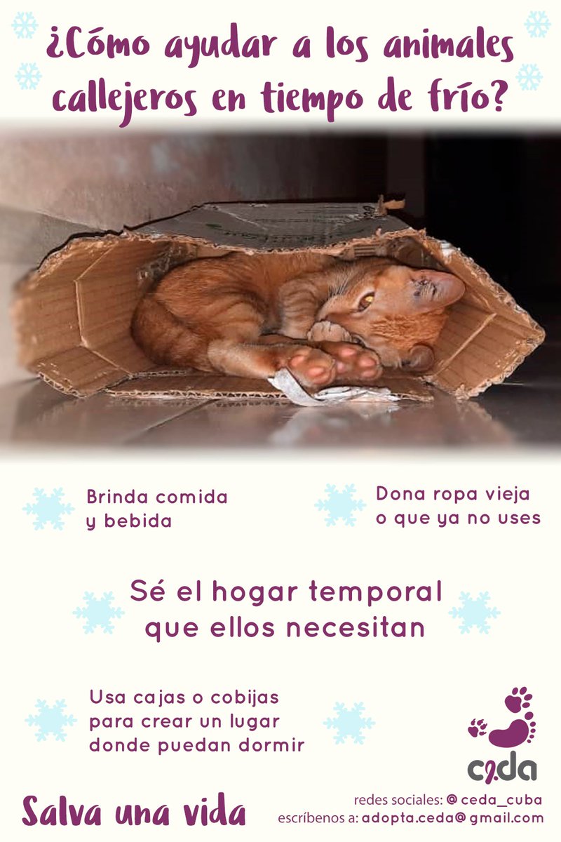 CeDA_Cuba's tweet photo. Protege a un animal sin hogar en mal tiempo 🙏🐾💜

#SalvaUnaVida 
#Por1MejorSociedadParaTodos https://t.co/ig6NfV4VK4