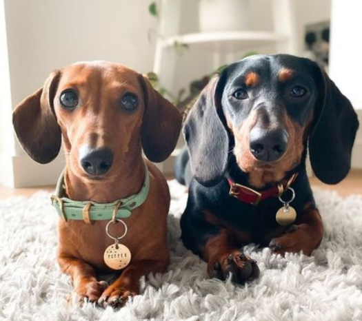 #Two #doggies 
#dachshundpuppy
#dachshundsofinstagram
#dachshunddaily
#dachshundofinstagram