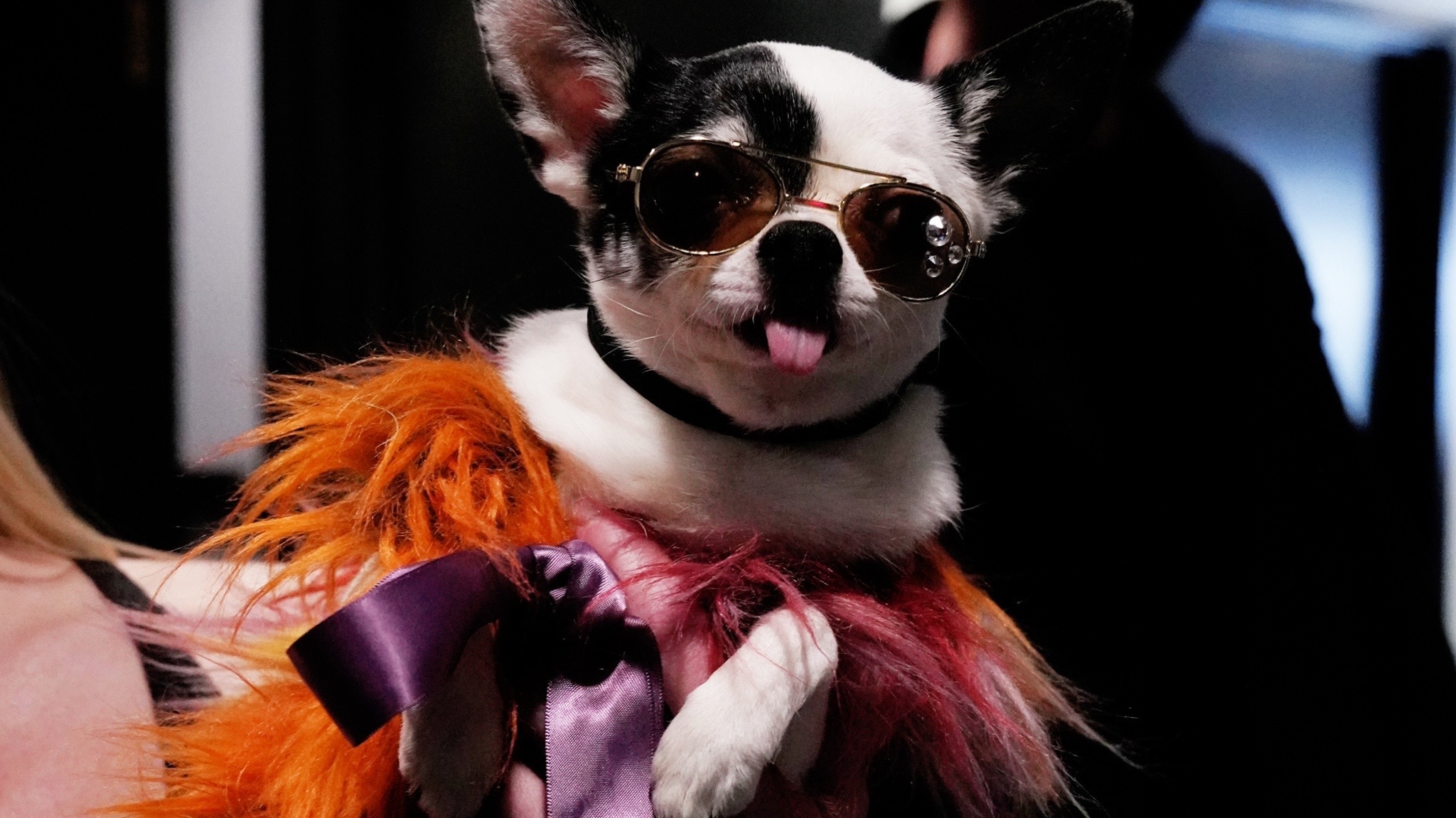 saturday-night-live-snl-on-twitter-badminster-dog-show-stars-https-t-co-aisud7vztr-twitter