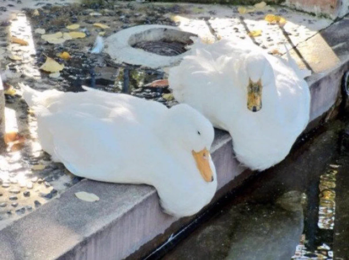 だらけすぎてしまっている？溶けてしまった動物たちwww