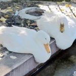 だらけすぎてしまっている？溶けてしまった動物たち!