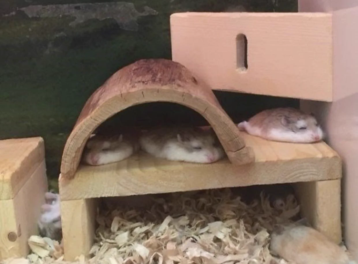 だらけすぎてしまっている？溶けてしまった動物たちwww