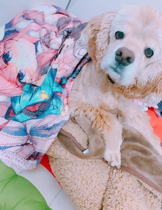 ベッド洗濯中なのでブランケットで包んだ🐶もふもふあったかすぎる🐶 