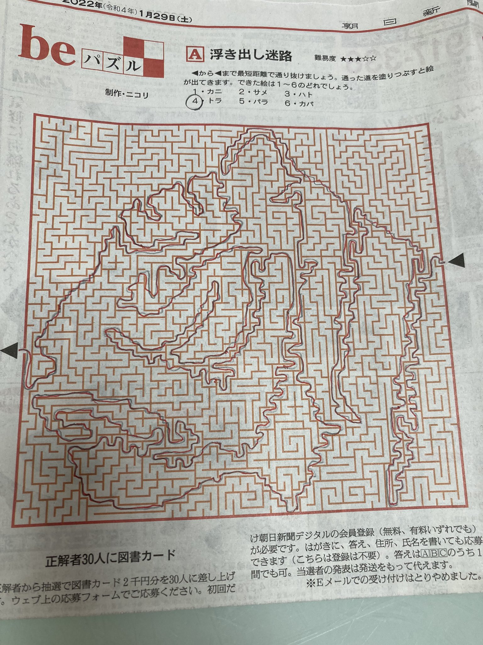 ねこふんじゃった 1 29朝日新聞beパズル 迷路はトラよね Beパズル T Co Zb9xfhtsm2 Twitter