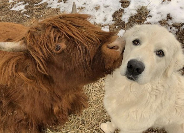 SketchesbyBoze's tweet photo. there's something so pure about dogs and cows who are friends https://t.co/k6QCtUsHiv