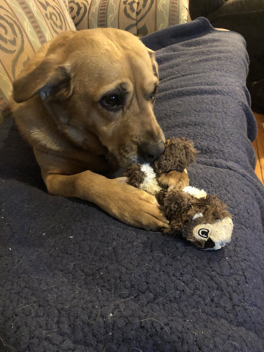 brunoward9's tweet photo. Doing me a chew while watching my shows 👀 📺  Hope you are all having a great weekend! 💕 https://t.co/KlGZiWMfxC