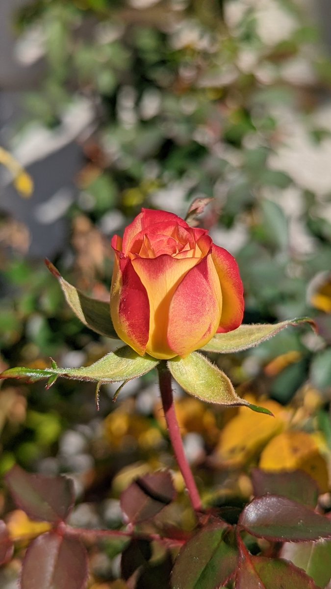 ChocoReviews's tweet image. I am a #pixelsuperfan but I don't get the goodies. Either way I love my @madebygoogle #pixel6pro