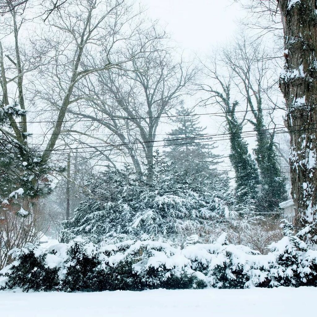 NoHope4Me's tweet photo. Snow on everything, I love these days 

#crfgn 
#snowscape 
#blizzard
#snow 
#quietthechaos 
#love 
#liveyourlife https://t.co/EHj5DoP69m