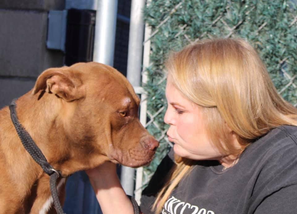 RoCoGB's tweet photo. 🆘BRUCE🆘
#A342380
❌GRAVE DANGER❌
💔Dies Tue2/1💔
#CorpusChristi #TX
BRUCE is SO scared his whole body shakes😢
We spoke to him gently & he came up close 2B loved💔
A sweet HEALTHY boy who’s asking YOU to PLEASE help HIM
He has no one😭
Low on #pledges not enough to save him😞 https://t.co/8AEOah18jk