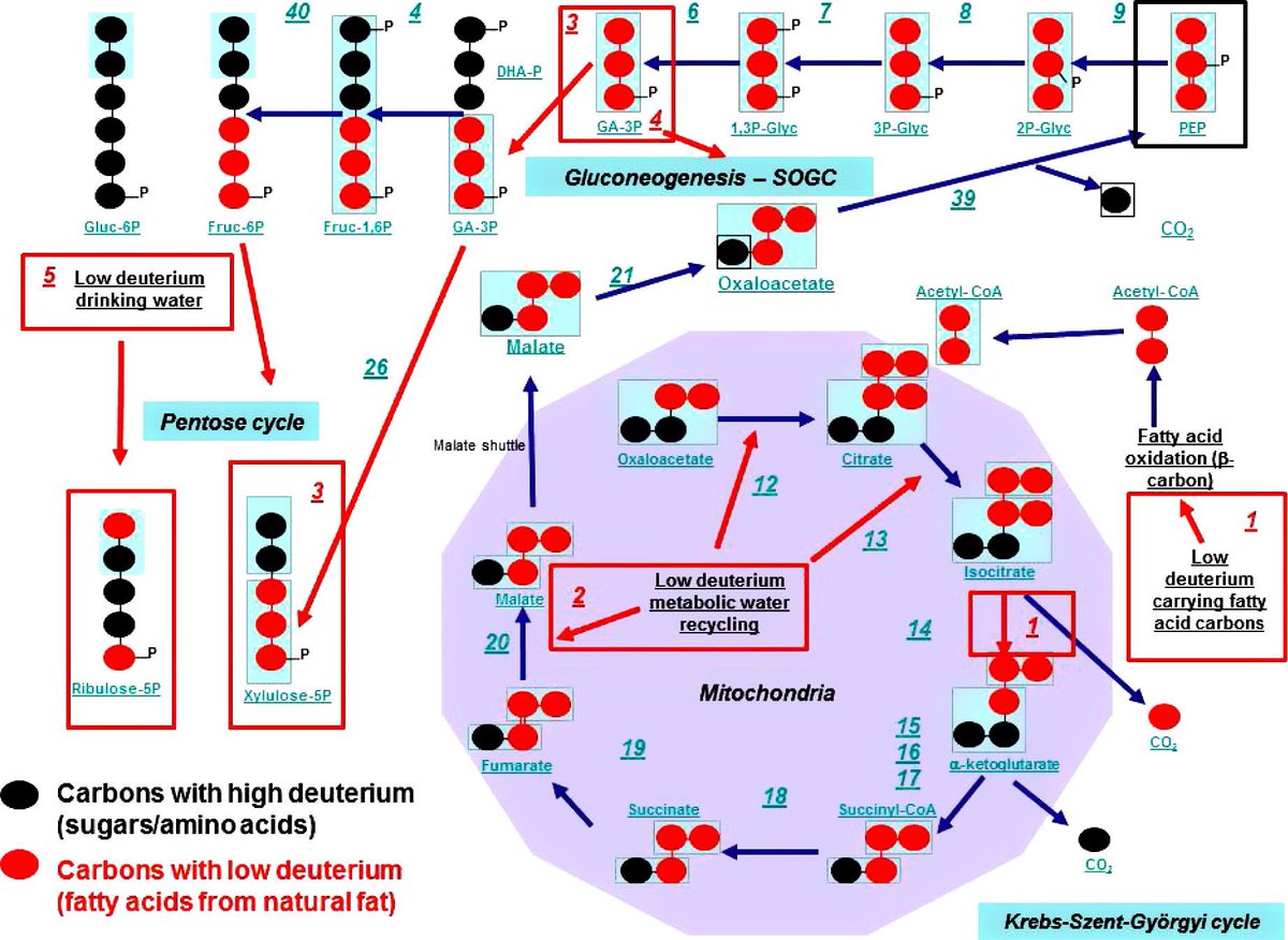 Submolecular regulation of cell transformation by deuterium depleting water exchange reactions in the tricarboxylic acid substrate cycle sciencedirect.com/science/articl…

The primary benefit of the ketogenic diet is deuterium depletion.