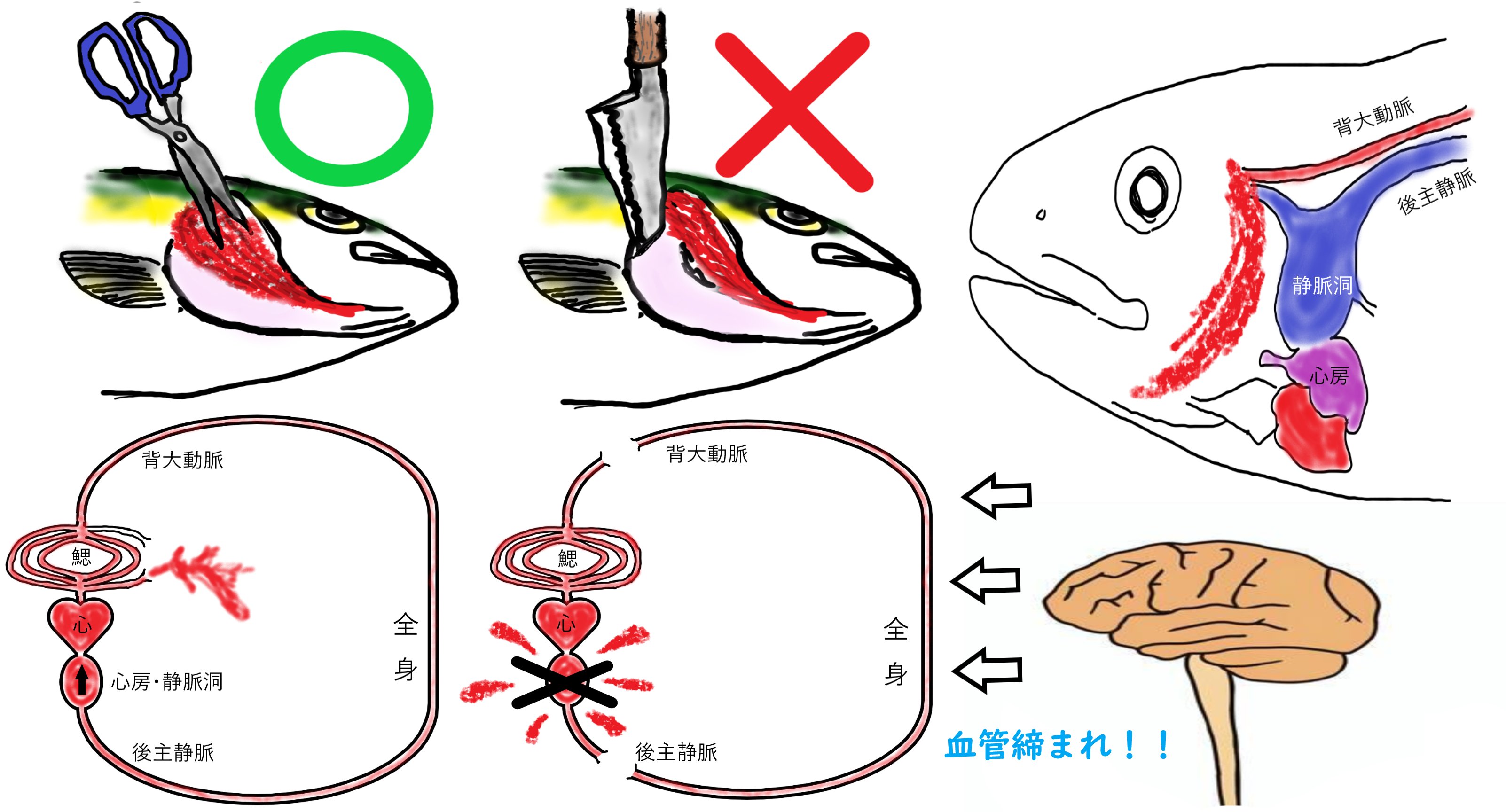 狂気の釣り人 料理人 とりあえず エラ膜切って出てくる大量の血液は 家に帰って魚をさばく際に結局除去してしまうものだから釣り場でいくら出したところで意味ないということだけご理解下さい Twitter