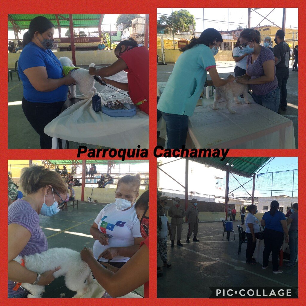 Matilde50362943's tweet photo. Gracias a nuestro Alcalde Tito Oviedo por la jornada de atención medica veterinaria a nuestras mascotas en la Parroquia Cachamay.
@amarcanopsuv 
@OviedoPSUV 
@ROSELYSALAZAR 
#CiudadGuayanaParaVivir https://t.co/Dytbc1PvvW