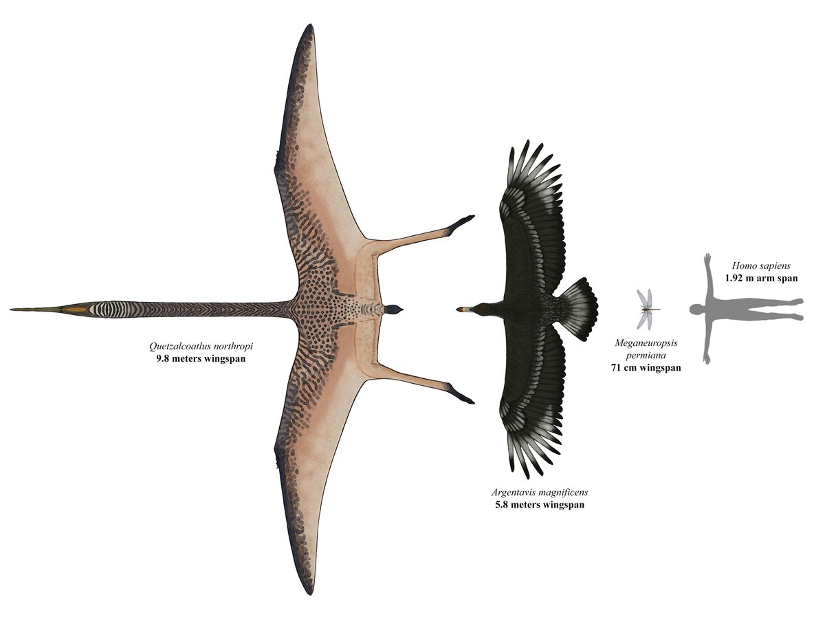 A little chart of the three giant sky wanderers of each era, each animal reached the maximum size for any living flying organism of its time, either paleozoic, mesozoic or cenozoic, also biggest record size on their own clades.