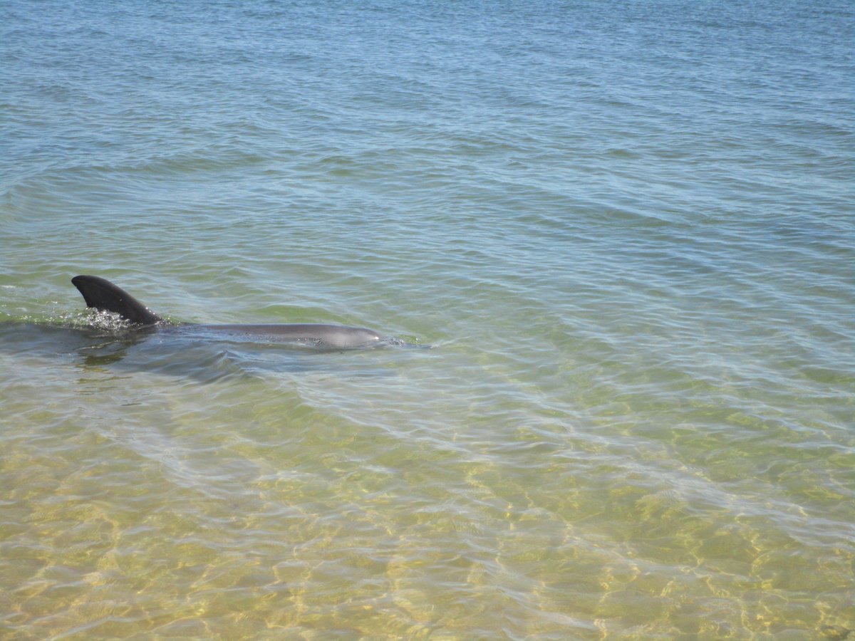 Impressed by my visit to Bunbury's <a href="/DolphinDiscover/">Dolphin Discovery Centre</a>
Centre. Activities include: sharing message of care for oceans, conducting studies to protect resident dolphin population, rescuing stranded animals, rehabilitating &amp; releasing injured turtles &amp; more, growing coral for new reefs