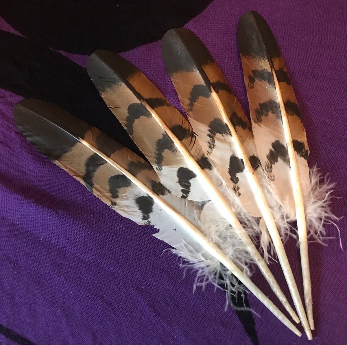 SageAdviceShop's tweet photo. Imitation brown Owl Tail Feather for smudge kit, crafts #etsy #smudgefeather #ceremonialfeather #altarfeather #sagewandfeather #diysmudgekit #feather https://t.co/RdouclhxLs https://t.co/Zwa2EvQWHf