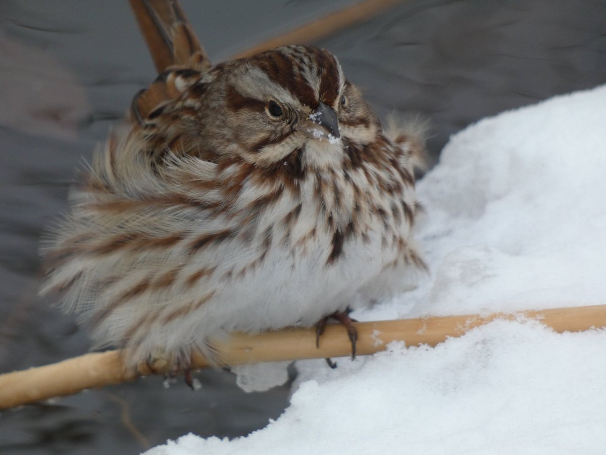 Swamp sparrow (I think) and Song sparrow hanging out on the southern edge of the Lake <a href="/CentralParkNYC/">Central Park</a> #birdcpp
