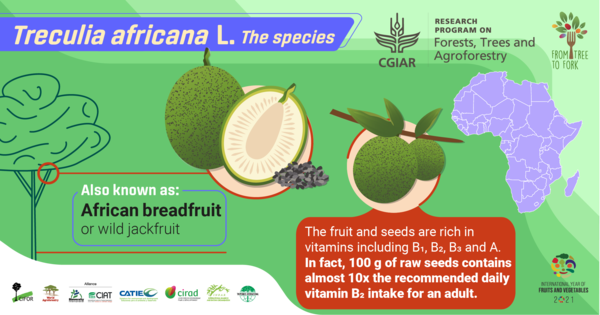TheLandAlliance's tweet photo. African breadfruit. Sounds delicious?
More than its mouthwatering name, the tree is a great source of green manure for soil conservation projects & in some communities, the fruit & seeds can help alleviate seasonal food scarcity.
▶️ https://t.co/ukMvGZxtOr
#FromTreeToFork https://t.co/y3TRcUl45k