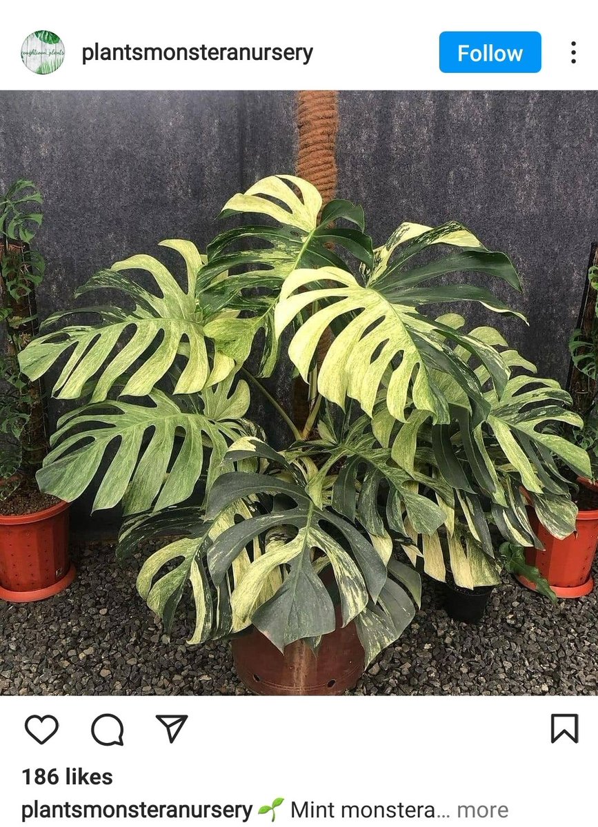 Nasyajane's tweet photo. Duh muncul varian gini kek di monstera monstera ku. Wkwkw bisa jadi sultan mendadak akutu 😂 https://t.co/CWtu3Y2Tlq