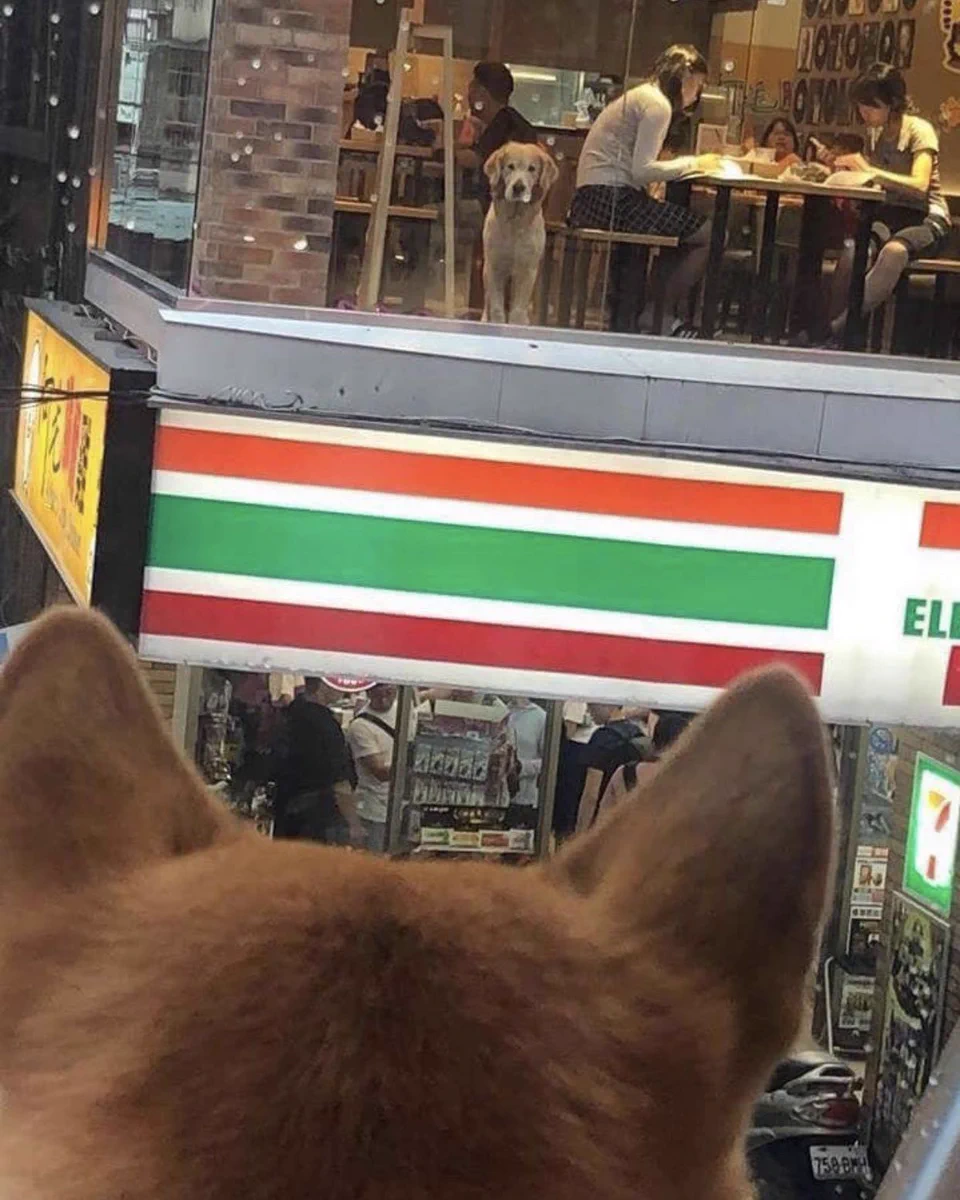 まるでアニメのワンシーンのように？目と目が合って運命の出会いをする犬www