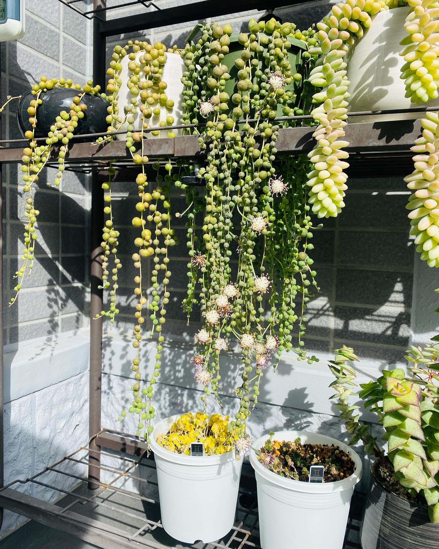 タカ 満開 グリーンネックレス 辺り一面イイ香り 多肉植物 セネシオ グリーンネックレス 園芸 ガーデニング Beautiful Followme Like4like Photooftheday Photography T Co Hozw6ml7p4 Twitter